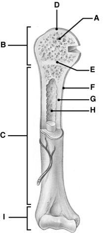 <p>What part of a long bone is B?</p>