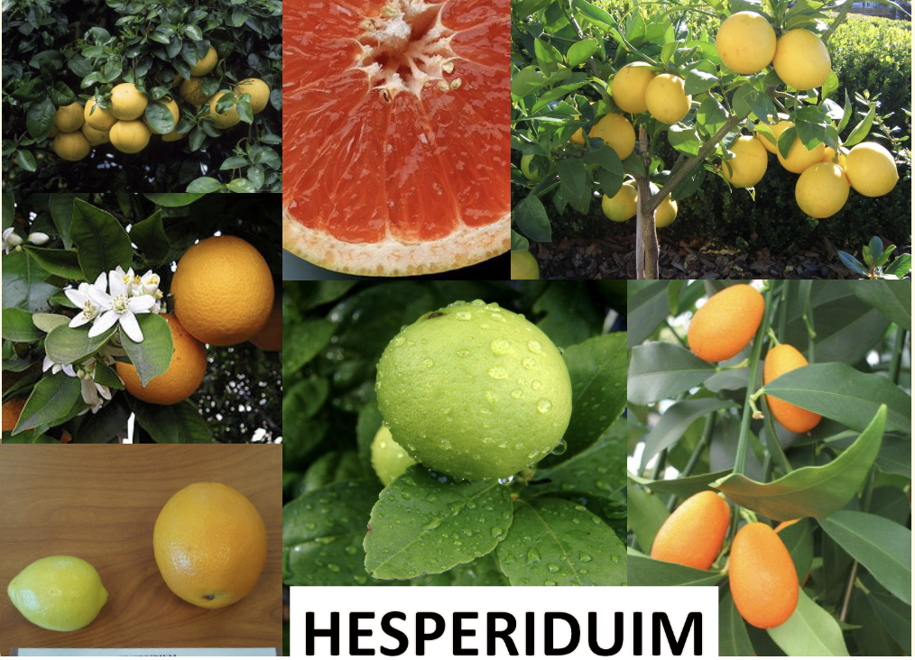 <p>What is this? </p>