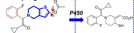<ul><li><p>developed by <strong>replace the ester group of clopidogrel</strong> with a <strong>metabolically stable ketone </strong>and adding a ester group at the thiophene 5-position</p></li></ul><p></p>