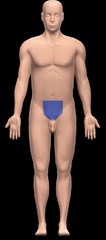 <p>gental region</p>
