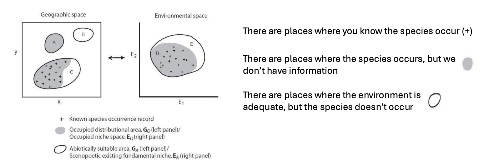 <ul><li><p>Dispersal limitation: places inside the niche not occupied because the species hasn't reached them or was (temporarily) wiped out</p></li><li><p>Source-sink dynamics: places outside the niche where a species occurs but can't persist without immigration</p></li></ul><p></p>