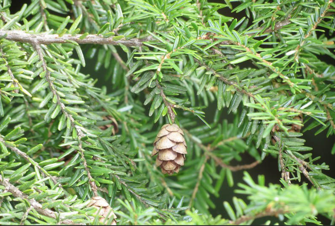 <p>Eastern Hemlock</p>