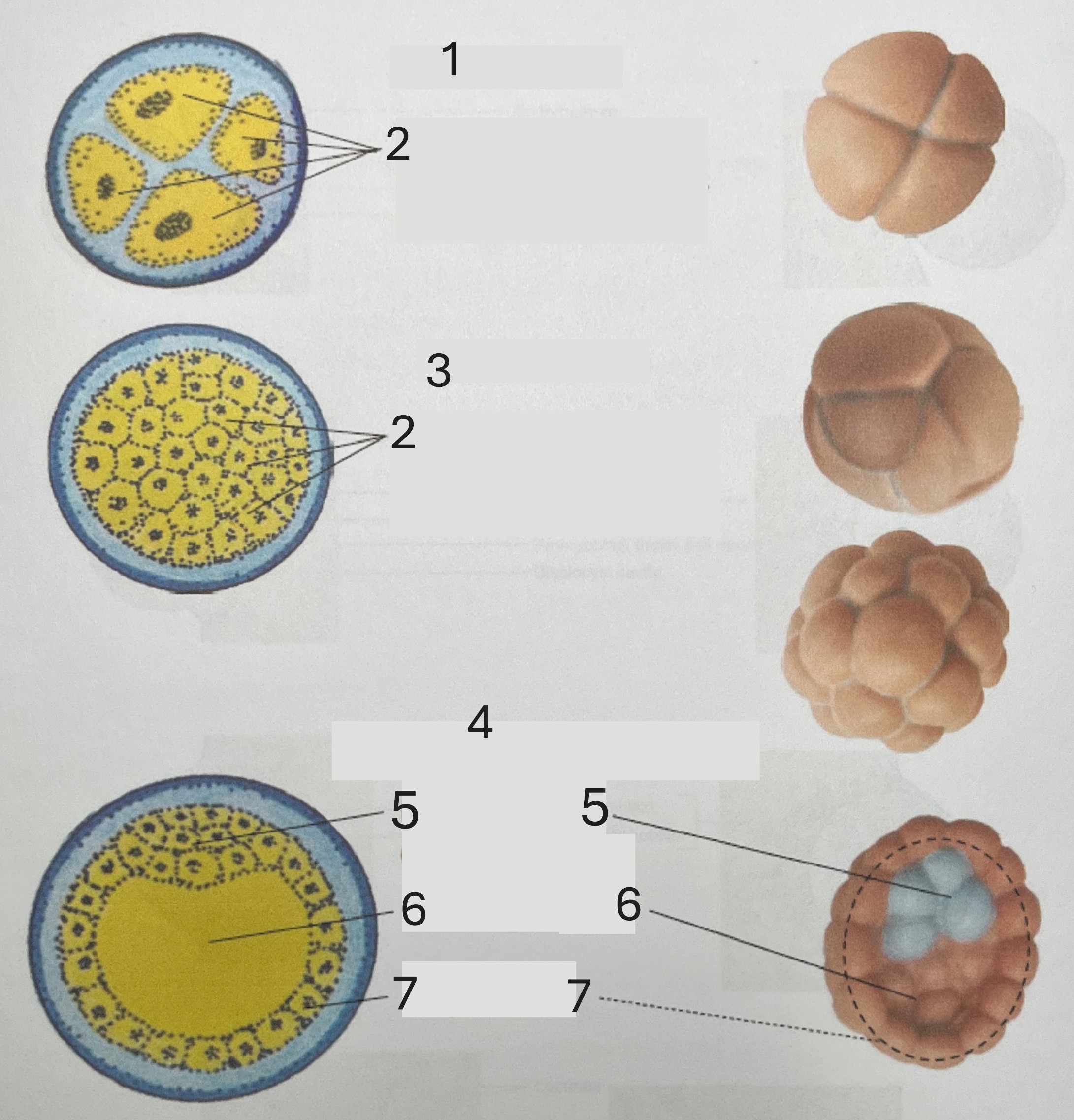 <p>6</p>