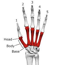 <p>What bone is this?</p>