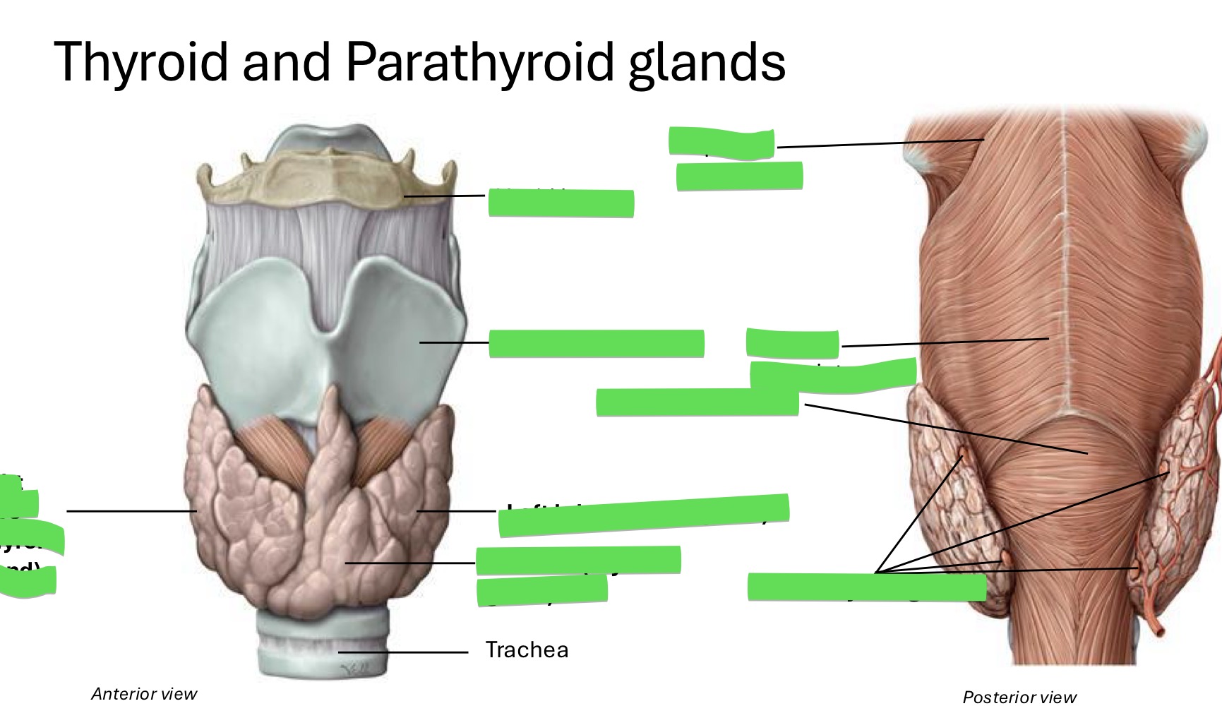 <p>Fill in the blank</p>