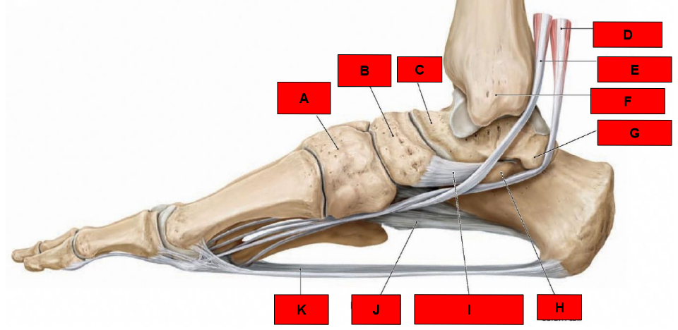 <p>What is indicated by A?</p>