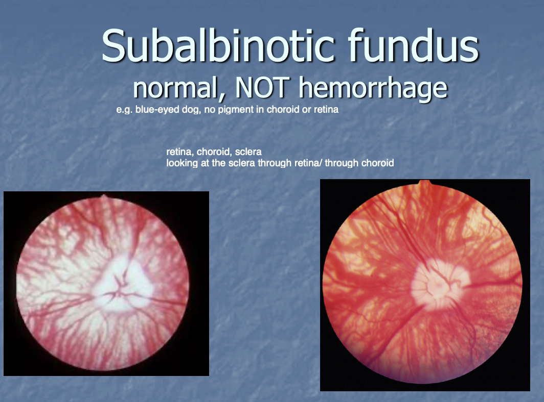 <p>normal - seen in dogs that lack pigment in the back of the eye.</p><p>Looks like hemorrhage (is not!), but you are just seeing choroid vessels and sclera .</p>