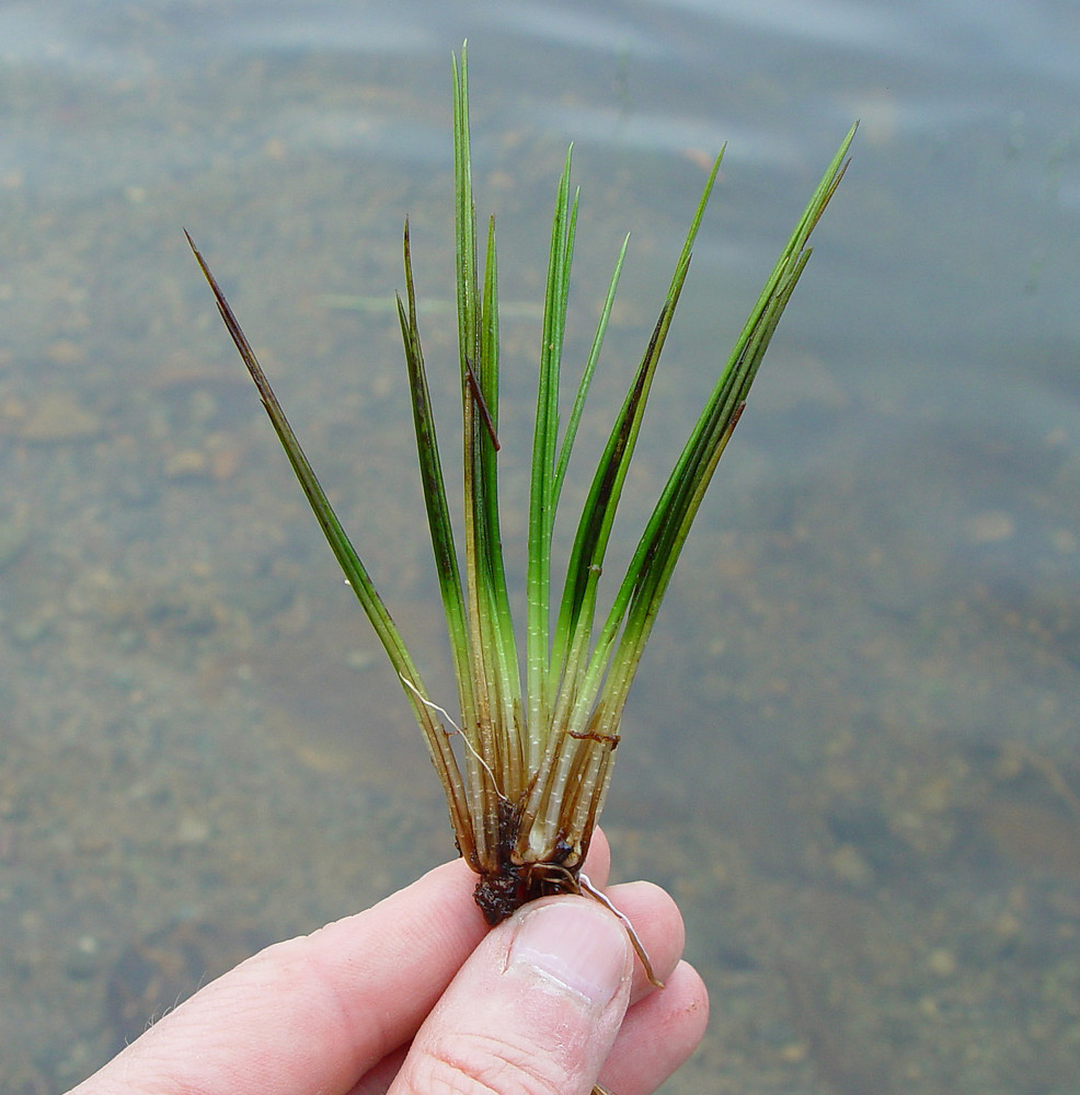 <p>Freshwater perennials</p><p>Swollen underground stem (corm) that produces quill leaves</p><p>No aerial stems</p>