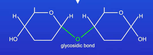 <p>Whats a glycosidic bond</p>