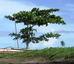 <p>Native to Philippines; conservation status: not endangered. Most easily identified by its layered horizontal branching forming a pagoda-like crown and its leaves that turn bright red before shedding.</p><p>Large deciduous to semi-deciduous tree (15–35 m) with 10–25 m tiered crown. Trunk 1–1.5 m diameter, gray-brown bark slightly fissured. Strong taproot with coastal-adapted lateral roots. Whorled branching above human height. Leaves large (15–30 cm), obovate, smooth margins, turning red/yellow before drop. Flowers small greenish-white spikes. Fruits are flattened almond-like drupes.</p><p>Used for coastal protection, shade, ornamentals, and edible processed seeds. Raw seeds mildly astringent. Best for coastal parks, campuses, and waterfronts; needs space due to wide crown, root spread, and heavy seasonal leaf drop.</p>