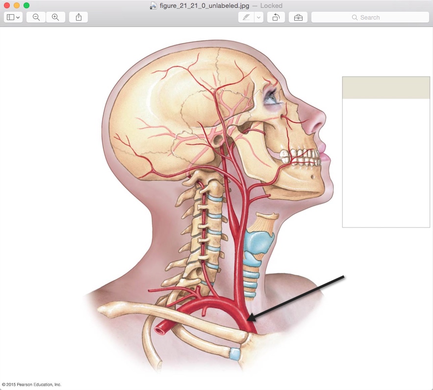 <p>Name the structure</p>
