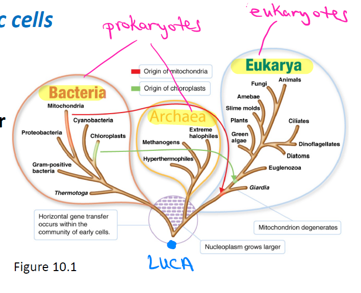 <ul><li><p>All cells came from a common ancestor called the <strong>Last Universal Common Ancestor (LUCA)</strong></p></li><li><p>LUCAs eventually evolved into 3 different cell groups = the 3 Domains (Bacteria, Archaea, Eukarya)</p></li></ul><p></p>