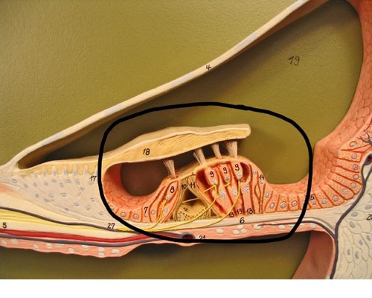 <p>Center part of the cochlea, containing hair cells, canals, and membranes. Transduce mechanical sound vibrations into nerve impulses.</p>