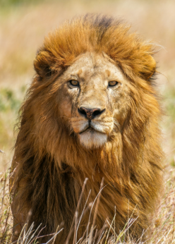 <p>Aslan</p>