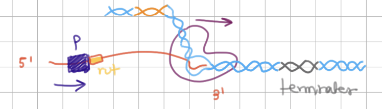 <p>Rho-dependent termination (1/3)</p><ol><li><p><span style="background-color: transparent;"><strong>⍴ (rho)</strong></span> protein binds to <strong>rut</strong> site on RNA and moves to 3’ end</p></li></ol><p></p>