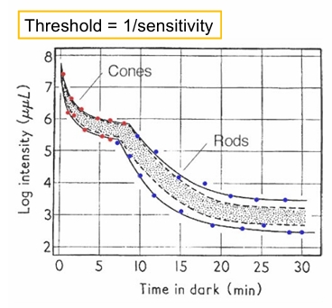 <p>• When moving from bright to low light level (entering darkened room) initially it is hard to see: cones are not sensitive, rods are bleached.</p><p>• Gradually visual sensitivity increases as rods recover</p><p>• This process of adjustment to low light is called dark adaptation</p><p>• Note also<strong> colour loss</strong> as switch from colour vision with cones to contrast only vision with rods</p>