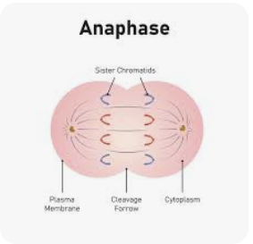<p>chromatids separte at centromeres, spindle reals them in to opposite poles</p>