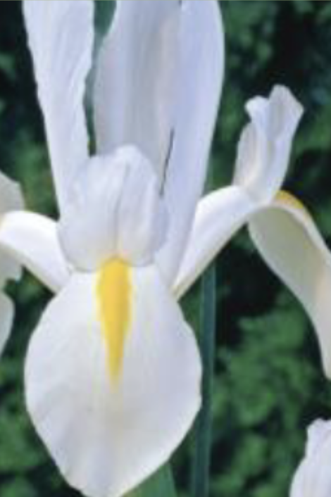 <p>Dwarf Dutch Iris</p>