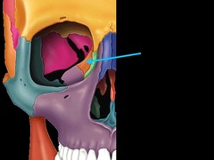 <p>Name this bone of the skull</p>