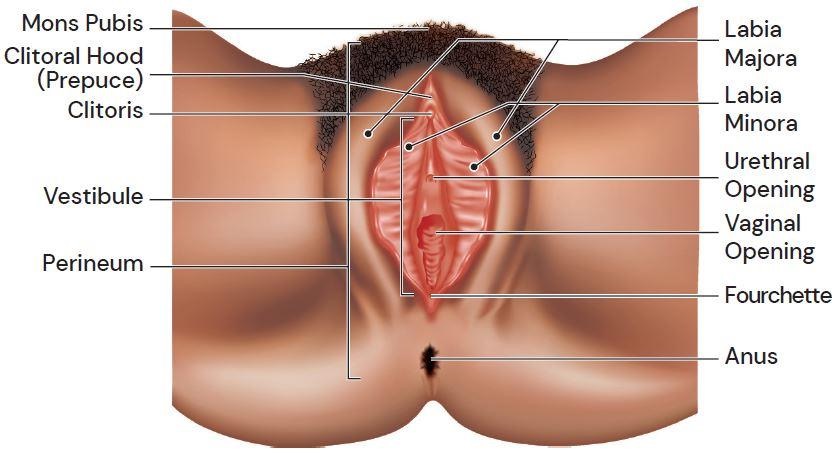 <p>Majora: outer lips, provide protection for clitoris, labia minora, and vagina</p><p>Minora: inner lips, often extend outward between major, remain closed to protect inner parts, when aroused open up and expose vaginal opening</p>