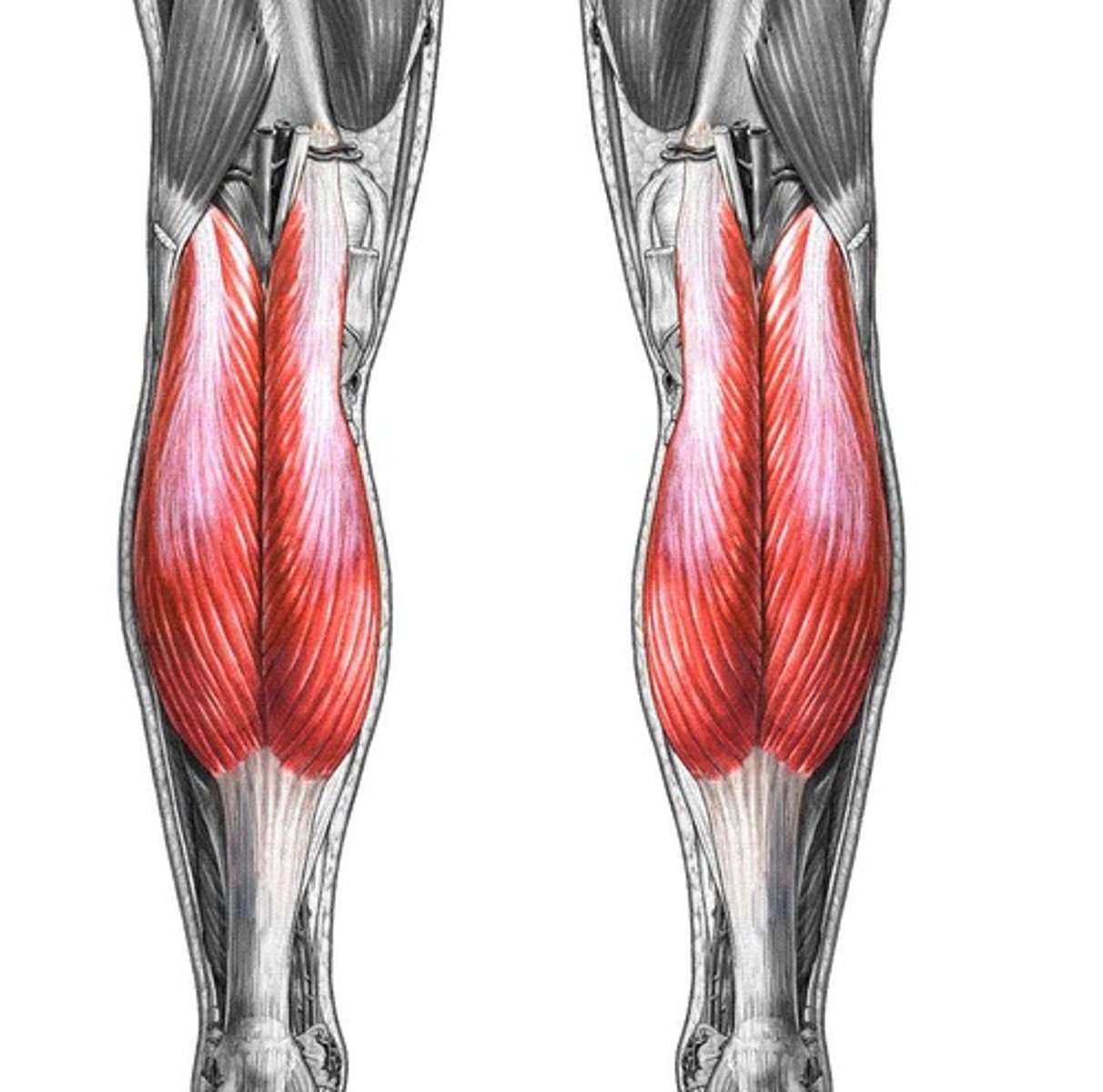<p>Gastrocnemius</p>