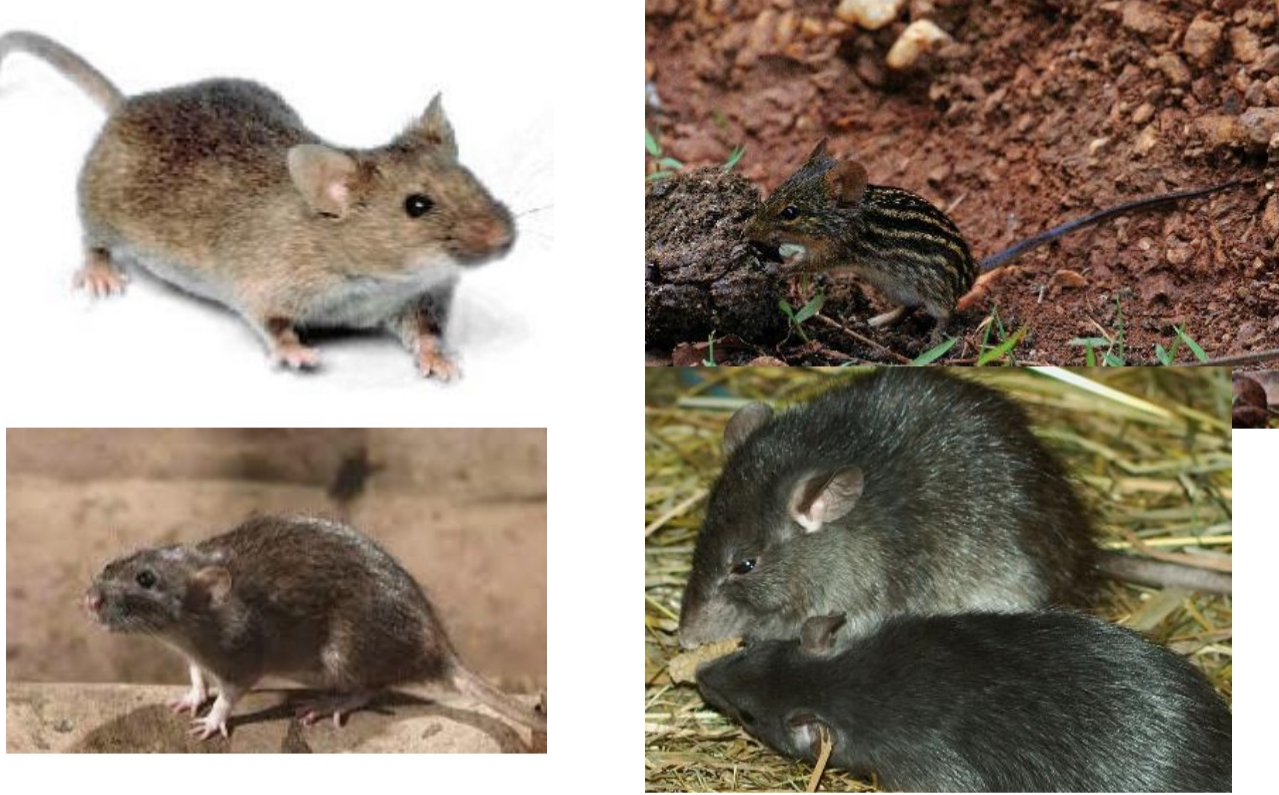 <p><span style="color: blue;">The “Old-world mice &amp; rats” belong to what Family: ?</span></p>