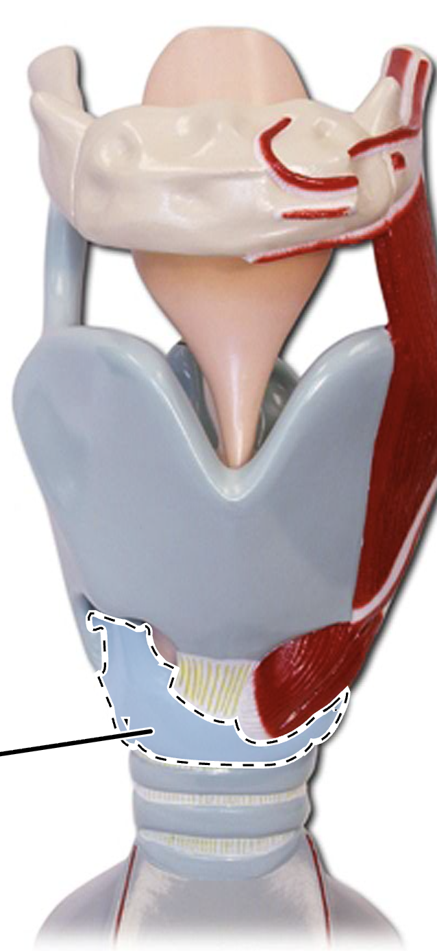 <p>(Larynx Anterior View)</p>