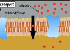 <p>- Diffusion of a solute (dissolved substance) occurs across a plasma membrane from an area of high [c] to low [c]</p>