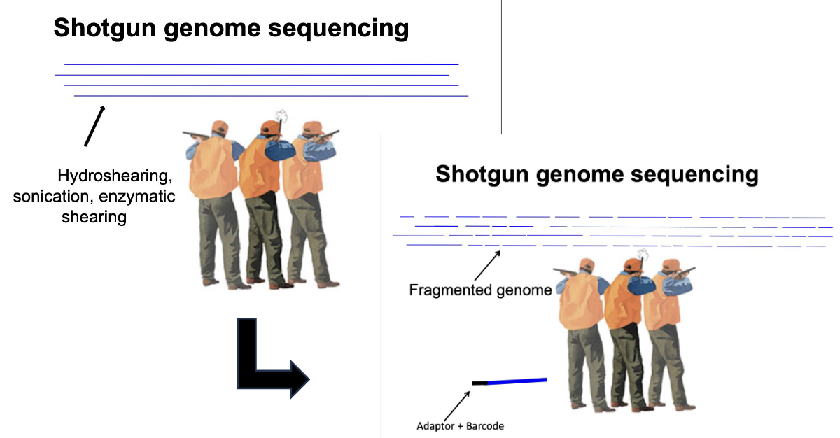 <ul><li><p>Shotgun genome sequencing works by randomly breaking the genome into many small DNA fragments (“shooting”) using methods like <strong>hydroshearing, sonication, or enzymatic shearing.</strong></p></li><li><p><strong>Adaptors and barcodes</strong> are added to the fragments so they can be recognized by the sequencing machine and different samples can be tracked, and then each fragment is sequenced separately and assembled by computers using overlapping regions to reconstruct the original genome.</p></li></ul><p></p>