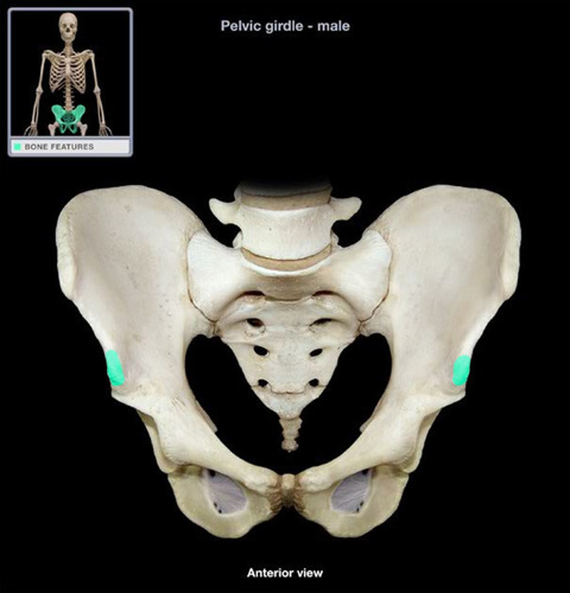 <p>Below ASIS; muscle attachment</p>
