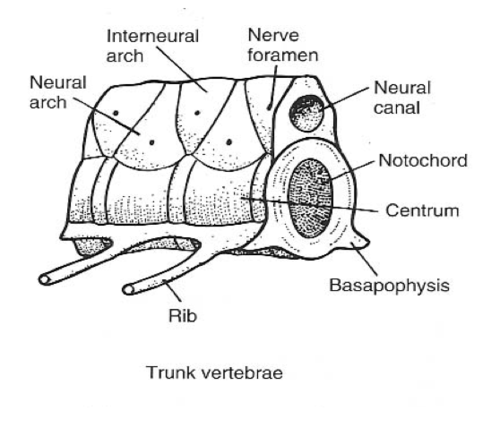 <p>Short ventrolateral projections on trunk centra (homologous to the base of hemal arches) that articulate with short cartilaginous ribs</p>