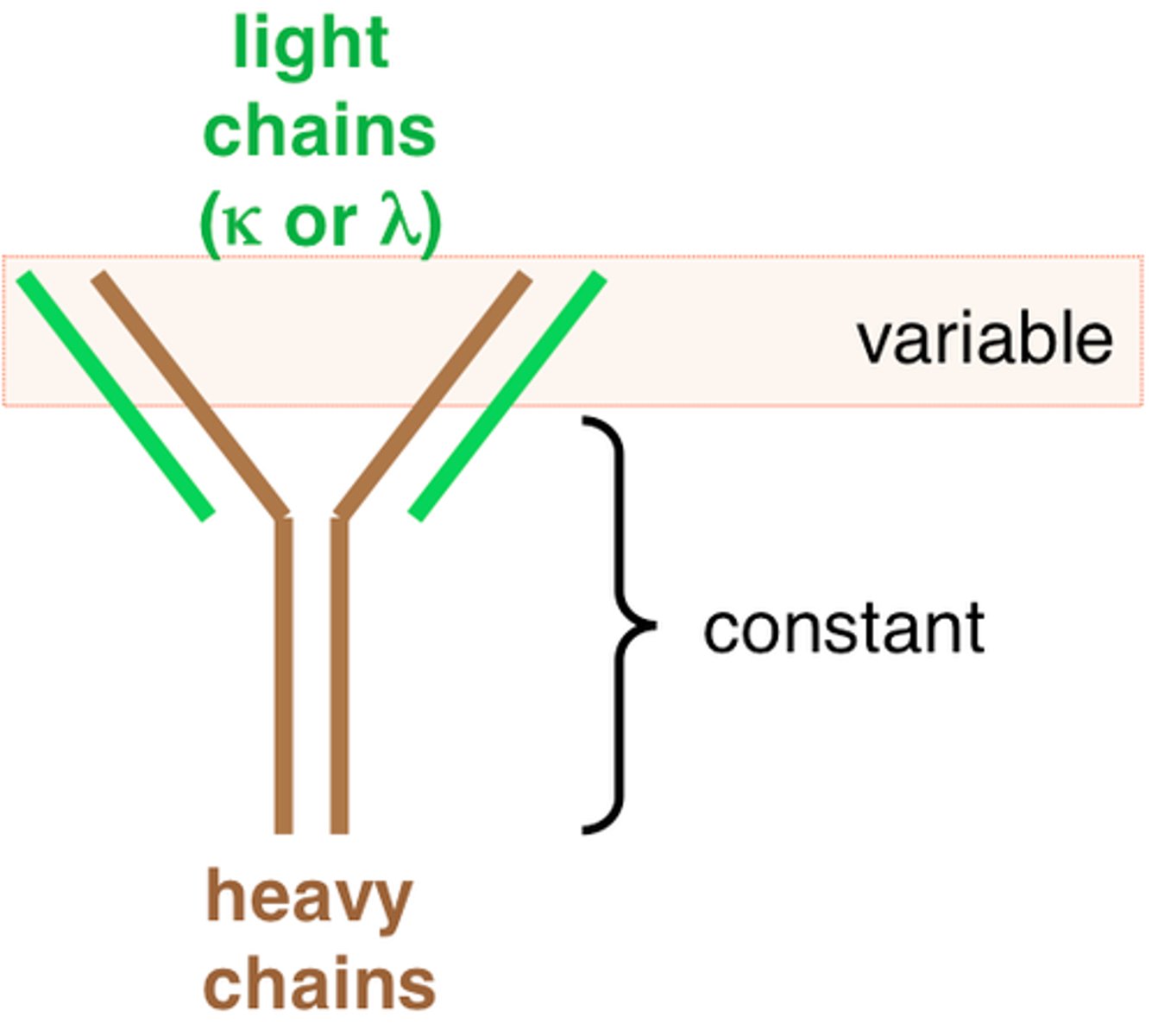 <p>Y-shaped proteins produced by B-cells that function to neutralize targets in the body such as toxins and bacteria</p><p>Also recruit other cells to help eliminate the threats</p><p>Composed of 2 identical heavy chains and 2 identical light chains</p>