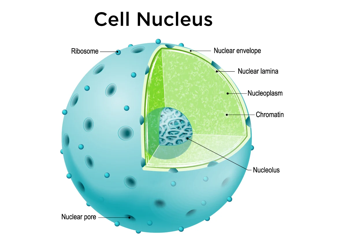 <p>It is the control center of the cell. It contains DNA and directs the cell's activities.</p>