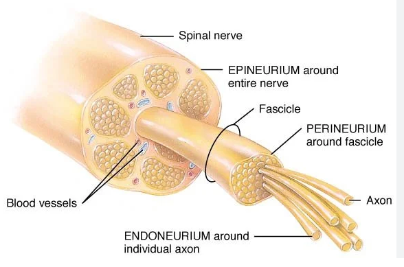 <ul><li><p>surrounding axon: endoneurium</p></li><li><p>surrounding fasicle: perineurium</p></li><li><p>Surrounding nerve: Epineurium</p></li></ul><p></p>