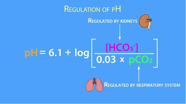 <ul><li><p>permet de déterminer le pH</p></li><li><p>Ainsi,&nbsp;le pH varie quand le rapport entre PCO 2 et HCO3 - est&nbsp;modifié,&nbsp;c’est-à-dire&nbsp;:</p><ul><li><p><strong><u>Quand&nbsp;il y a une modification primitive de la concentration des ions HCO3 - .</u></strong> Il y a alors alcalose ou acidose métabolique </p></li><li><p><strong><u>Quand il y a une modification primitive de la PCO2.</u></strong> Il y a alors <strong>alcalose</strong> ou <strong>acidose</strong> <strong>respiratoire</strong> </p></li></ul></li></ul><p class="MsoBodyText"></p><p></p>