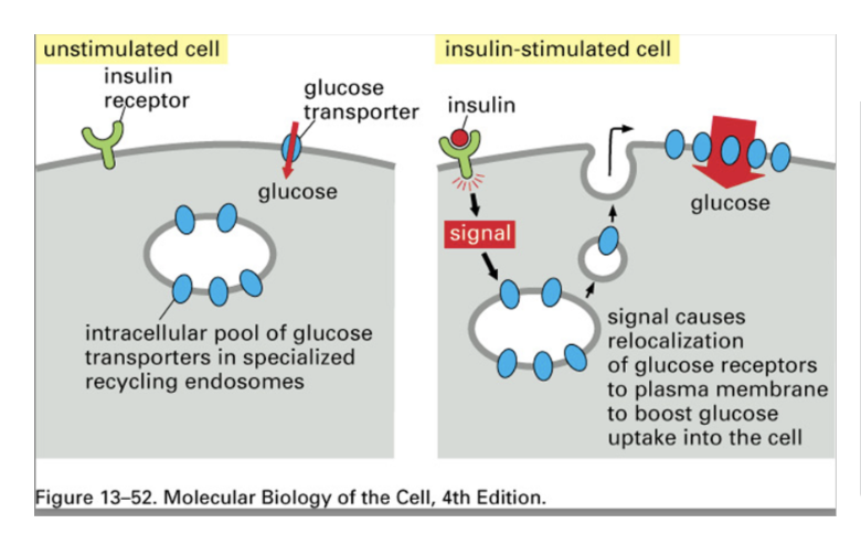 <p>Watch sugar into muscle cell video?</p><p></p><p>Glucose receptors exocytosed to the membrane of the cell, and then endocytosed back into the cell.</p>
