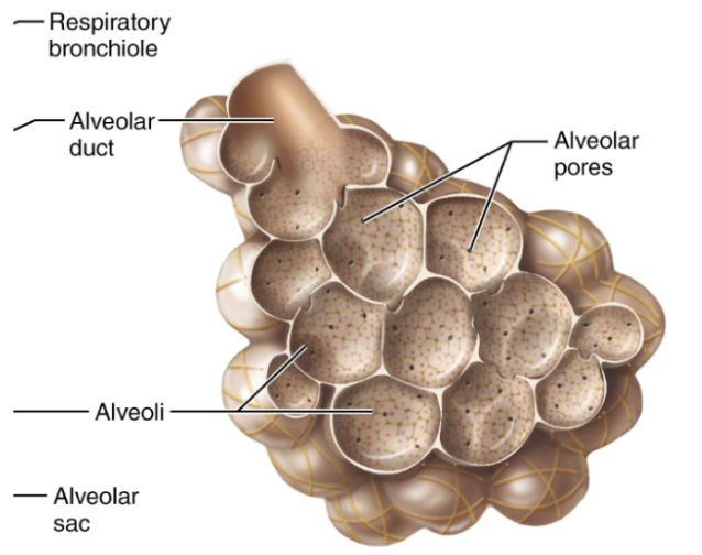 <p><span style="background-color: transparent;"><u>Elastic fibres</u></span></p><ul><li><p><span style="background-color: transparent;">These allow lungs to expand and recoil</span></p></li></ul><p><span style="background-color: transparent;"><u>Alveoloar pores</u></span></p><ul><li><p><span style="background-color: transparent;">These equalize air pressure between alveoli</span></p></li><li><p><span style="background-color: transparent;">Provide alternate pathways if the bronchi are blocked</span></p></li></ul><p><span style="background-color: transparent;"><u>Alveolar macrophages</u></span></p><ul><li><p><span style="background-color: transparent;">Remove dust and pathogens</span></p></li><li><p><span style="background-color: transparent;">Over 2 million macrophages are cleared per hour</span></p></li></ul><p></p>