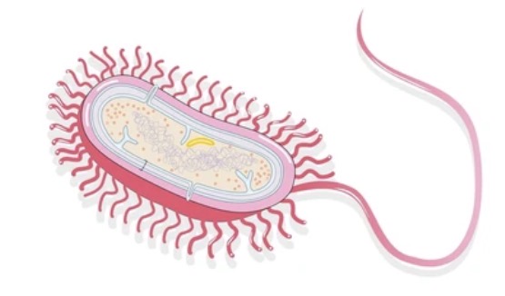 <p>Flagellum</p>