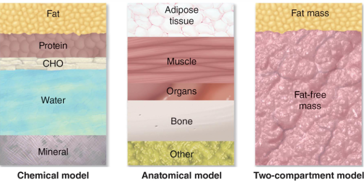<p>Body composition refers to the body’s chemical and molecular makeup, describing what the body is made of in terms of its different tissues and components.</p>