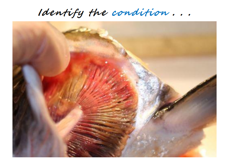 <p>Identify the condition and cause</p>