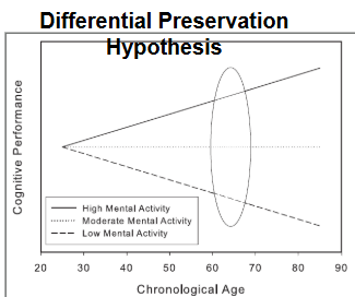 <p>mental activity is a factor that protects against age-related decline in mental ability → this suggests that everyone starts a the same level, then engaging in high-effort cognitive activities causes cognitive functioning to increase + vice-versa</p>