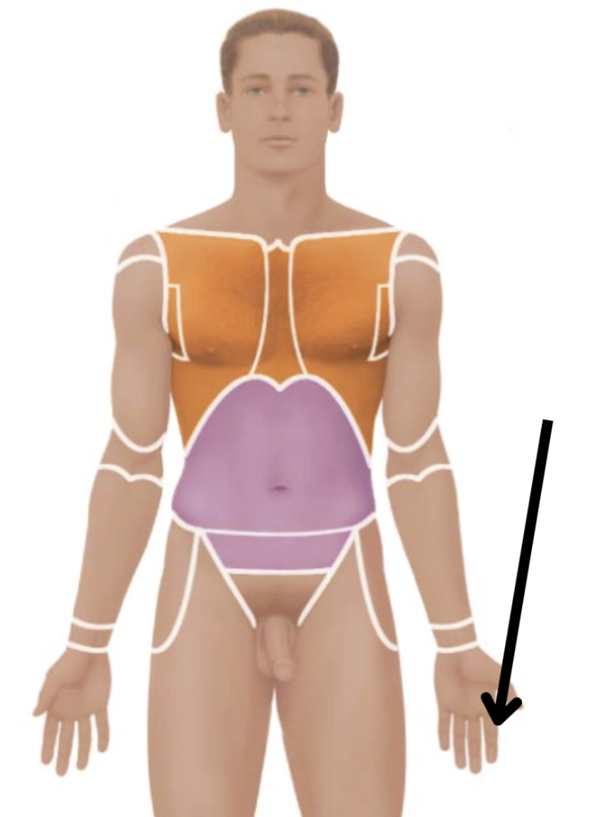 <p>Medical term, region, anteiror/posterior?</p>