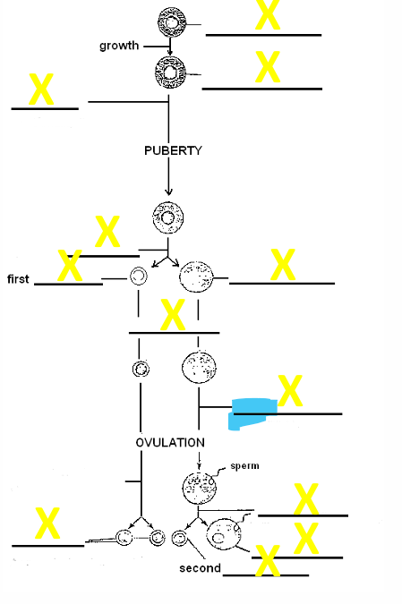 <p>Name the stage</p>