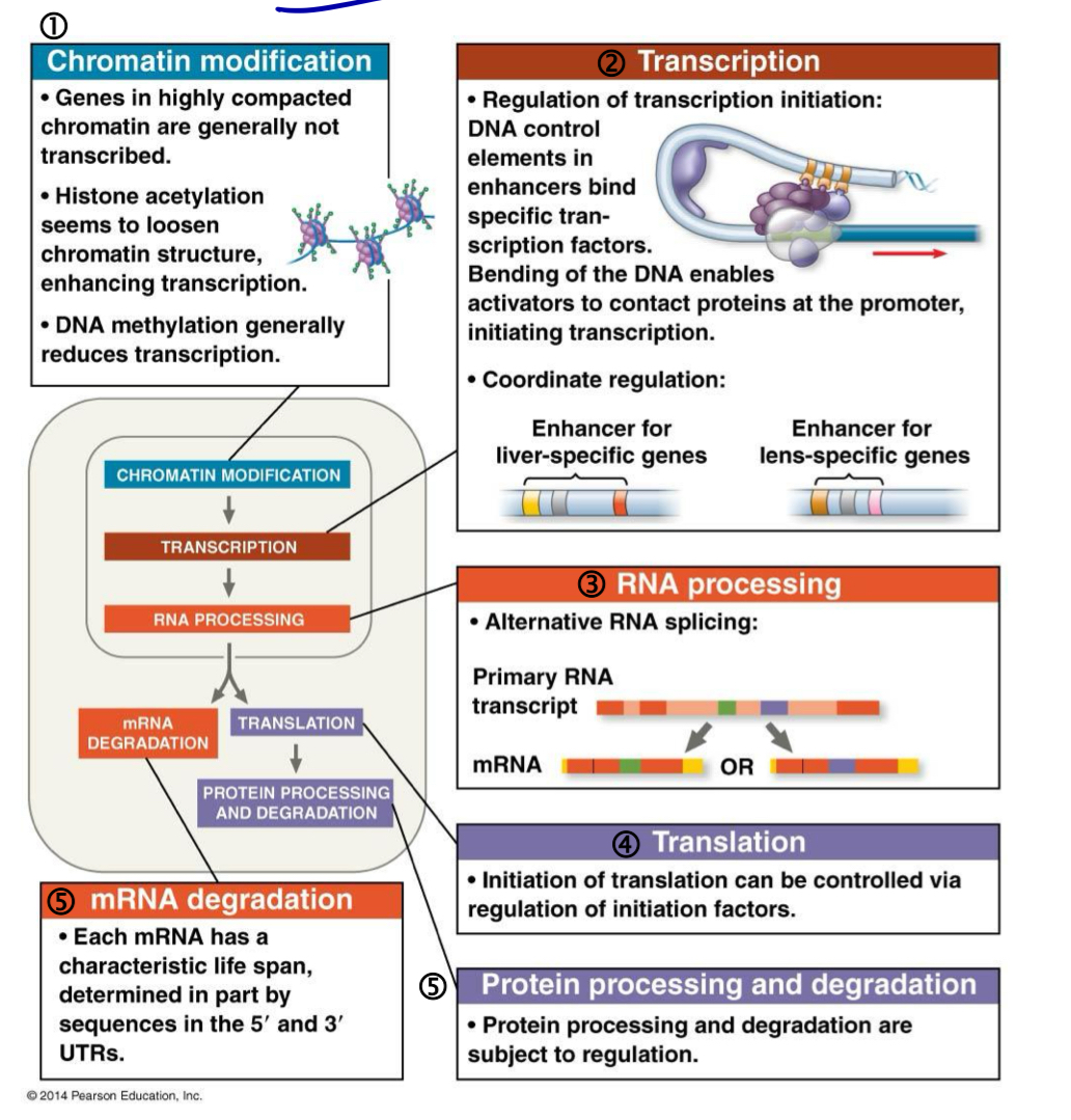 <ol><li><p><strong>chromatin level</strong>: histone modification and DNA methylation </p></li><li><p><strong>transcriptional level</strong>: initiation of transcription (control elements and proteins) </p></li><li><p><strong>post-transcriptional level</strong>: 5’ capping, 3’ polyadenylation and splicing </p></li><li><p><strong>translational level</strong>: half-life of RNA and initiation of translation </p></li><li><p><strong>post-translational leve</strong>l: biochemical modification and protein degradation </p></li></ol><p></p>