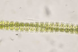 <p>Identify</p>