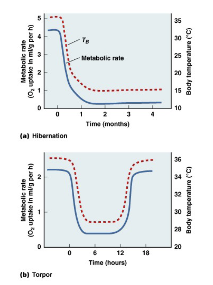 <ul><li><p>regional or temporal heterothermy </p><ul><li><p>for short periods of time</p></li></ul></li><li><p>relaxed endothermy</p><ul><li><p>hibernation → long term</p></li><li><p>torpor → routine, daily cycle</p></li></ul></li></ul><p>↓ T<sub>B</sub> means less energy requirement, so metabolic rate can decrease</p><ul><li><p>also decreased O<sub>2</sub> use and CO<sub>2</sub> production</p></li></ul><p></p>
