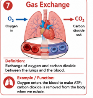 <p>The movement of oxygen into the blood and carbon dioxide out of the blood.<br>Example: Gas exchange happens in the lungs.</p>
