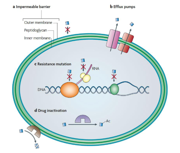 <p>1. Impermeable barrier:</p><p>- Some bacteria are intrinsically resistant eg. mycobacterium, bacteria in a biofilm</p><p>2. Multidrug resistance efflux pumps:</p><p>- These pumps secrete antibiotics from the cell. Some transporters can pump antibiotics directly outside the cell, whereas others (red) secrete them into the periplasm (Gram-negative bacteria).</p><p>- There are five families of multidrug-resistance efflux pumps:</p><ul><li><p>ABC superfamily: general efflux pump eg. E.coli resistance to chloramphenicol</p></li><li><p>MFS: major facilitator family eg. tetracycline resistance</p></li><li><p>MATE: multidrug and toxic compound extrusion family</p></li><li><p>SMR: small multidrug resistance eg. Ecoli</p></li><li><p>RND: resistant module superfamily. Only in Gram (-) eg P aeruginosa</p></li></ul><p>3. Resistance mutations:</p><p>- These mutations modify the target protein, for example by disabling the antibiotic-binding site but leaving the cellular functionality of the protein intact.</p><p>- Specific examples include mutations in:</p><ul><li><p>gyrase: mutations in gyrase have allowed resistance of fluoroguinolones</p></li><li><p>small ribosomal subunit: allowed resistance streptomycin</p></li></ul><p>4. Inactivation of the antibiotic:</p><p>- Inactivation can occur by covalent modification of the antibiotic:</p><p>- such as that catalysed by acetyltransferases (purple) acting on aminoglycoside antibiotics</p><p>- or by degradation of the antibiotic, such as that catalysed by β-lactamases (brown) acting on β-lactam antibiotics</p><ul><li><p>Ac = acetyl group (-CH2-CH3). Covalent addition inhibits antibiotic function.</p></li></ul><p></p>
