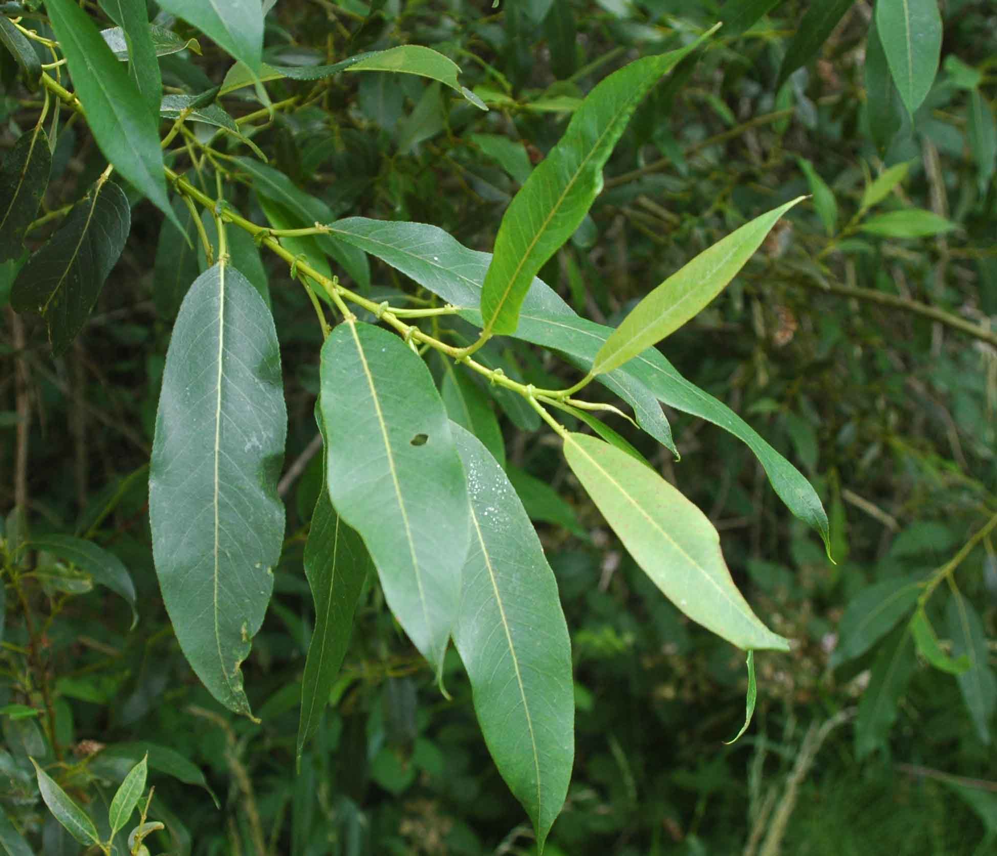 <p>Lance-shaped, sharp point tip, finely toothed, Smooth, shiny, dark green. </p>