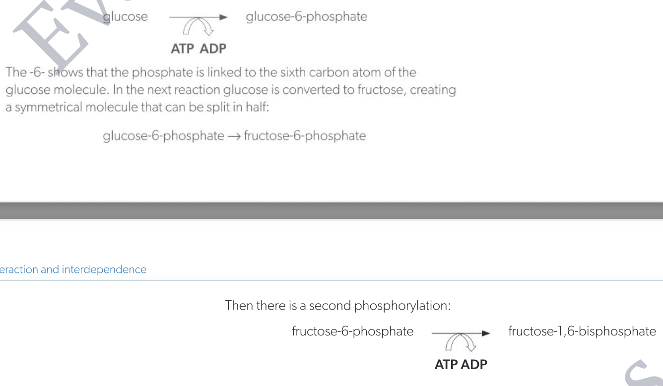 <p>addition of PO<sub>4</sub><sup>3-</sup> group(s), makes molecule more unstable and therefore more likely to participate in subsequent reactions</p><ul><li><p>glucose -(ATP→ADP)→ glucose-6-phosphate (phosphorylation)</p></li></ul><ul><li><p>glucose-6-phosphate → fructose-6-phosphate</p></li><li><p>fructose-6-phosphate -(ATP→ADP)→ fructose-1,6-bisphosphate</p></li></ul><p></p>
